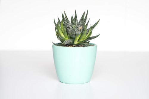 Uma plantinha para decorar a casa nova